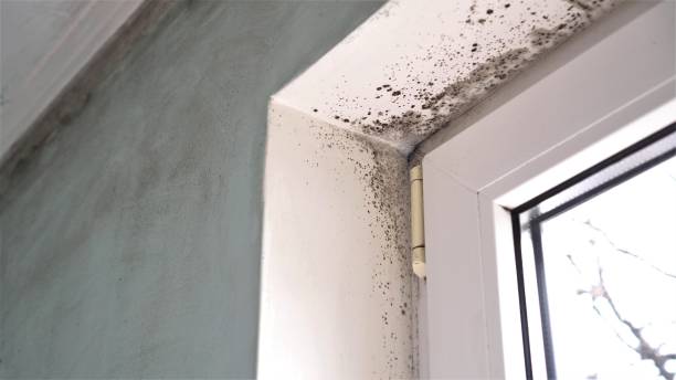 Best Insurance-Related Mold Remediation in Jarrell, TX