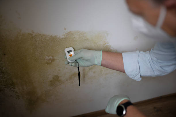 Best Localized Mold Remediation (e.g., coastal areas, humid climates) in Jarrell, TX