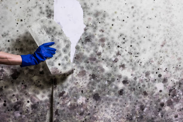 Best Black Mold Remediation in Jarrell, TX